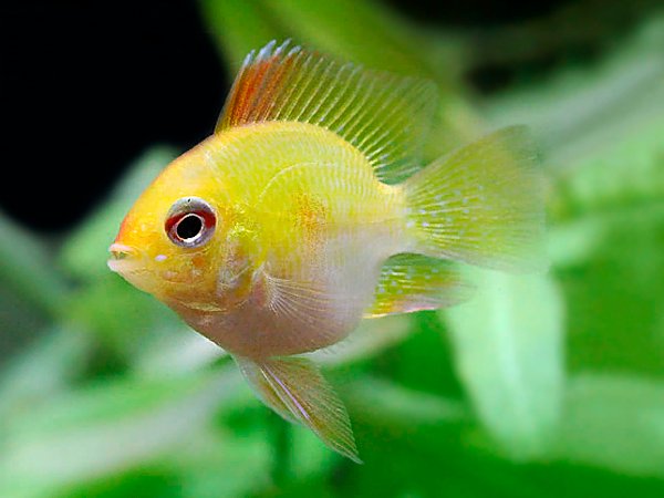 Golden Balloon Ram (Pcs) - Pets and Life