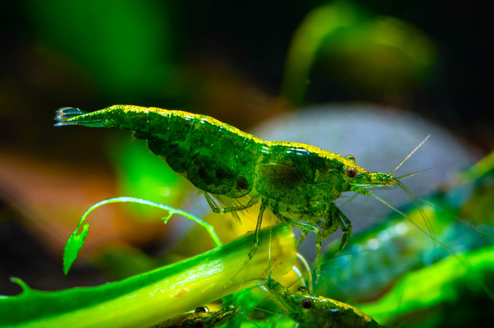 Green Shrimp Pair - Pets and Life