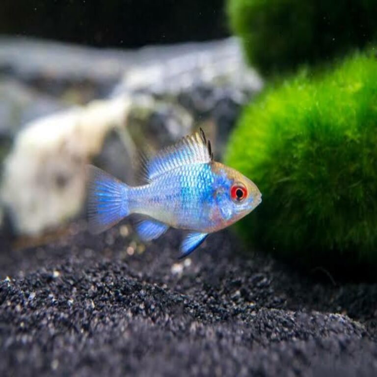 Electric blue ram – Pets and Life